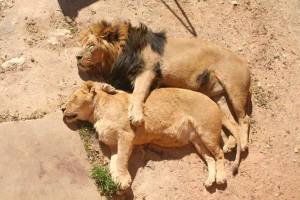 A loving couple of lions_n
